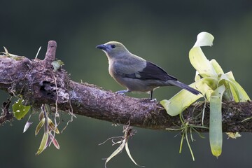 Palm tanager (Thraupis palmarum), District Heredia, Costa Rica, Central America