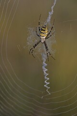 Wasp Spider (Argiope bruennichi), in spider web, Emsland, Lower Saxony, Germany, Europe