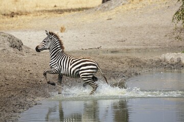 Young Plains Zebra (Equus quagga) running out of the water, Tarangire National Park, Tanzania, Africa
