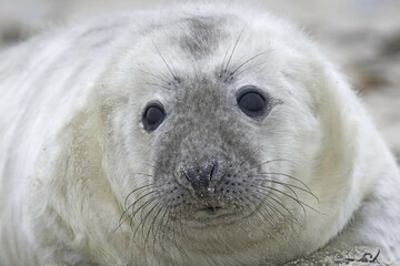 Gray seal (Halichoerus grypus), pup, Heligoland, Schleswig-Holstein, Germany, Europe © Erhard Nerger/imageBROKER