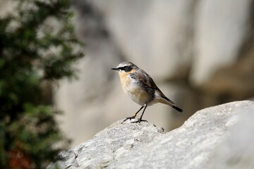 Northern Wheatear (Oenanthe oenanthe), males in eclipse plumage, Alpine Zoo Innsbruck, Tyrol, Austria, Europe