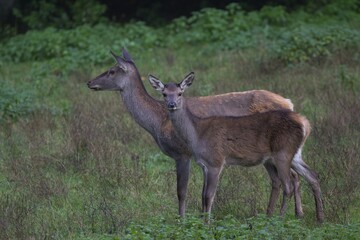 Reed deer (Cervus elaphus), hind with calf, Arnsberg Forest, North Rhine-Westphalia, Germany, Europe