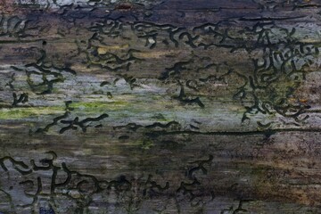 Bark Beetle (Scolytinae) larval galleries, Germany, Europe