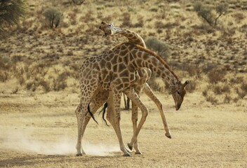 Southern Giraffe (Giraffa giraffa giraffa), fighting males in the dry Auob riverbed, Kalahari Desert, Kgalagadi Transfrontier Park, South Africa, Africa
