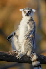 Ring-tailed lemur (Lemur catta), sits in sun, captive, Germany, Europe © Ronald Wittek/imageBROKER