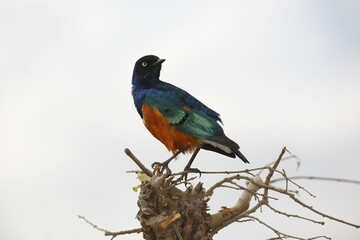 Superb starling (Lamprotornis superbus), Tarangire National Park, Tanzania, Africa