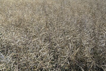 Ripe Rape field (Brassica napus), background image, Germany, Europe