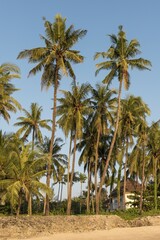 Fototapeta premium Coconut palm trees at Ngapali Beach, Rakhine State, Myanmar, Burma, Asia