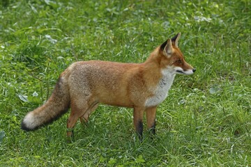 Red fox (Vulpes vulpes) is in the grass, captive, Germany, Europe