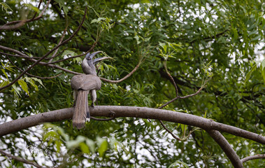  Grey Hornbill in its natural habitat! 