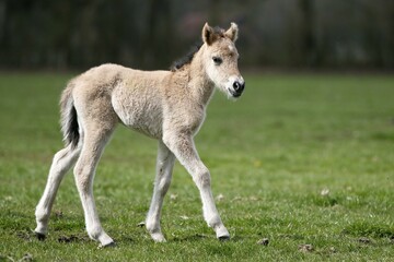Dülmen pony, colt, Dulmen, North Rhine-Westphalia, Germany, Europe