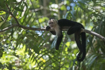 White-headed capuchin (Cebus capucinus) lying on tree branch, Manuel Antonio National Park, Puntarenas Province, Costa Rica, Central America