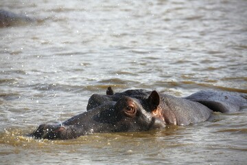 Hippo (Hippopatamus amphibius) breathing out, squirting water, in the water, iSimangaliso Wetland Park, National Park, Kwazulu Natal, South Africa, Africa