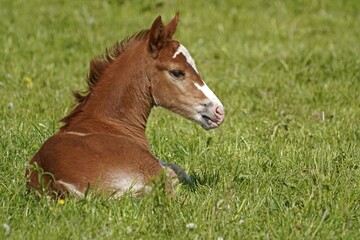Domestic horse, brown foal lies in the grass on the pasture, Germany, Europe
