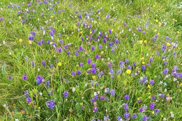 Meadow with wildflowers, Vetch (Vicia), Sary Jaz valley, Kyrgyzstan, Asia