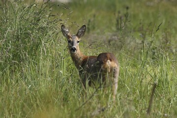 Roe Deer (Capreolus capreolus), doe, in tall grass, Allgäu, Bavaria, Germany, Europe