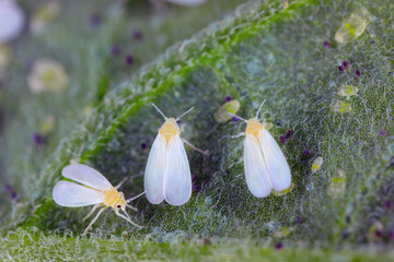 Glasshouse whitefly (Trialeurodes vaporariorum) adults and larvae under the leaf of vegetables...