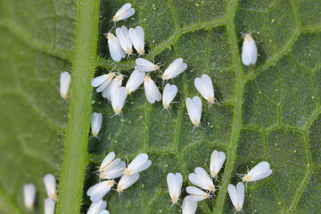 Glasshouse whitefly (Trialeurodes vaporariorum) adults on the underside of the leaf.