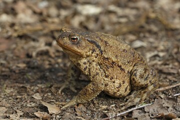 Common Toad (Bufo bufo), female during mating season, Schleswig-Holstein, Germany, Europe