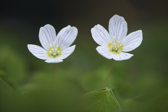 Wood Sorrel (Oxalis acetosella), Emsland, Lower Saxony, Germany, Europe