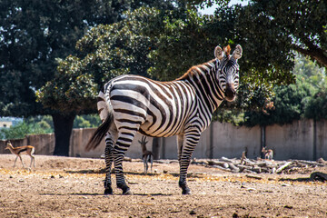zebra in the zoo