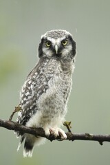 Northern hawk-owl (Surnia ulula), young bird sitting on tree branch in rain, Lapland, Norway, Europe