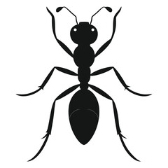 black ant isolated on white