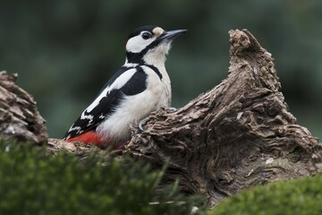 Great spotted woodpecker (Dendrocopos major) sits on deadwood, Emsland, Lower Saxony, Germany, Europe