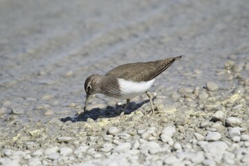 Common Sandpiper (Actitis hypoleucos), foraging on the river bank, Burgenland, Austria, Europe