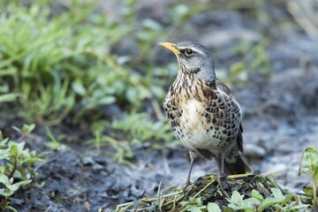 Fieldfare (Turdus pilaris) on the banks of a stream, Hesse, Germany, Europe
