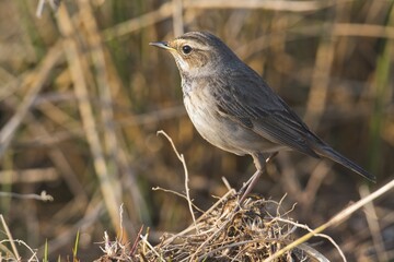 Bluethroat (Luscinia svecica), female, Emsland, Lower Saxony, Germany, Europe