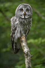 Great grey owl (Strix nebulosa), Parc Animalier de Sainte-Croix, Natural Park, near Rhodes,...