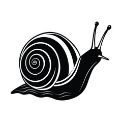 snail isolated on white background