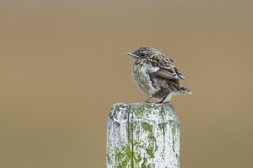 European stonechat (Saxicola rubicola), young animal, sits on a pole, Emsland, Lower Saxony, Germany, Europe