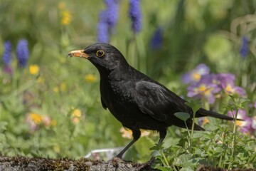 Blackbird (Turdus merula) male in the flower meadow with food in his beak, Baden-Württemberg, Germany, Europe