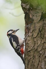 Great Spotted Woodpecker (Dendrocopos major) on tree trunk in front of breeding burrow with squabs, Emsland, Lower Saxony, Germany, Europe
