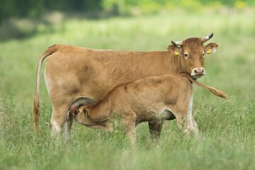 Cow (Bos primigenius taurus) suckling calf on pasture, Emsland, Lower Saxony, Germany, Europe