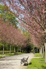 Japanese Cherry (Prunus), alley, Rombergpark, Dortmund, North Rhine-Westphalia, Germany, Europe