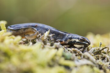 Common newt (Lissotriton vulgaris), in moss, Emsland, Lower Saxony, Germany, Europe