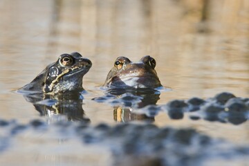 Common frogs (Rana temporaria) spawning, Emsland, Lower Saxony, Germany, Europe