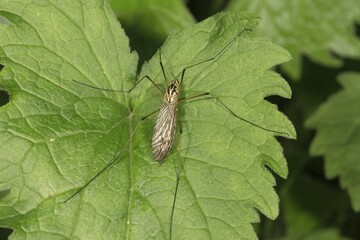 Crane fly (Nephrotoma terminalis) on leaf, Baden-Württemberg, Germany, Europe