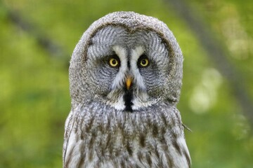 Great grey owl (Strix nebulosa), animal portrait, France, Europe