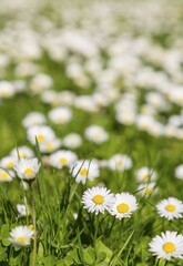Common daisy (Bellis perennis) in a meadow, Germany, Europe © Gabriele Hanke/imageBROKER
