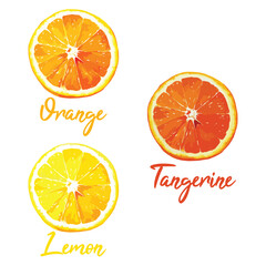 orange, lemon, tangerine fruit citrus in watercolor illustration style, isolated vector on white background