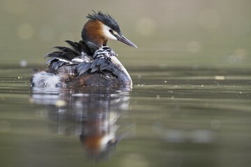 Great crested grebe (Podiceps cristatus) with chicks in plumage in water, Emsland, Lower Saxony, Germany, Europe