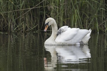 Mute swan (Cygnus olor) swimming with chicks, Hesse, Germany, Europe