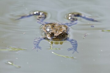 Common toad (Bufo bufo) lies in the water, Emsland, Lower Saxony, Germany, Europe