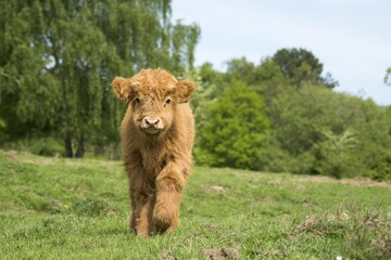 Young Galloway Domestic Cattle (Bos primigenius taurus) on pasture, Hesse, Germany, Europe