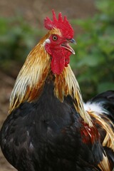 Domestic cock (Gallus gallus domesticus), crowing, animal portrait, Germany, Europe