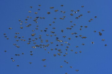 Flock of birds, kit of domestic pigeons in flight, blue sky, Bavaria, Germany, Europe